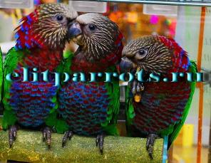 Веерный попугай (Deroptyus accipitrinus) - птенцы выкормыши из питомников Европы