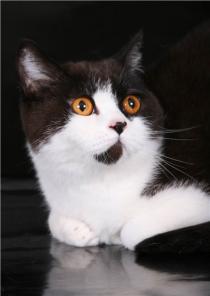 Питомник «Panie Niasvizu» предлагает британсках котят - Циннамон.