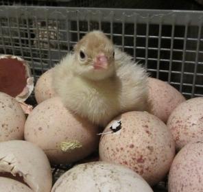 Продажа с/ х птицы и инкубационных яиц.