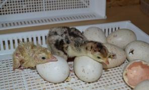 Продажа с/ х птицы и инкубационных яиц.
