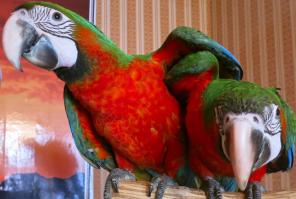 Арлекин гибрид попугаев ара - птенцы из питомников Европы