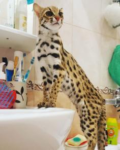 азиатские леопардовые кошки