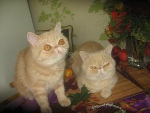 Экзотические и персидские котята