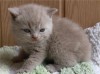 .Питомник «Vom Schwarzen Pfotchen» (Германия)  предлагает британсках котят - Циннамон..