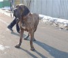 Фила Бразилейро в дар!!!
