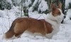 Щенки Вельш корги Кардиган