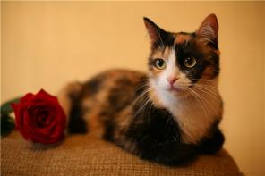Роксана - кошка с характером кинозвезды