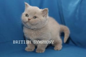 Британские котята  из питомника «BRITISH SYMPHONY».