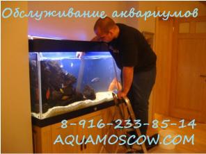 Оформление и обслуживание аквариумов в Москве