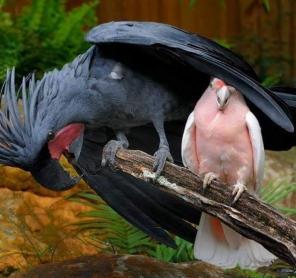 Попугаи какаду - ручные птенцы из питомников Европы. Документы CITES