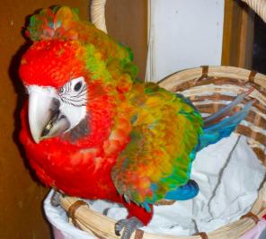 Tropicana - гибрид попугаев ара, птенцы выкормыши 4 мес из питомника Европы.