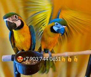 Сине желтый ара (ara ararauna) - ручные птенцы из питомников Европы