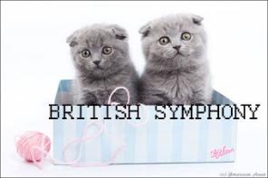 Британские  и шотландские вислоухие котята голубого, лилового и шоколадного окрасов