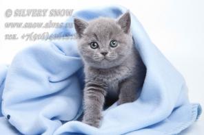 Британские котята из питомника Серебристый Снег г. Москва