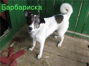 Молодая собака похожая на лайку вр.кл.Барбариска