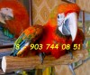 .Tropicana - гибрид попугаев ара, птенцы выкормыши 4 мес из питомника Европы..