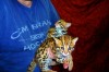 .Красивые Азиатские леопардовые котята.