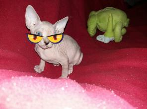 Сказочные котята Эльф, бамбино, Двэльф, канадский сфинкс.
