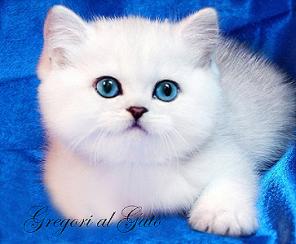 Британские котята белоснежные Серебристые шиншиллы синеглазки