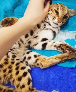 Красивые Азиатские леопардовые котята