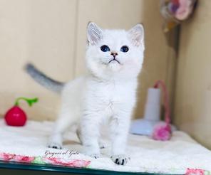 Эксклюзивная британская шиншилла фиалковые глазки