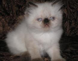 Персидские котята колор-пойнты с голубыми глазами (гималайские).