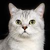 Племенной кот скоттиш-страйт приглашает вислоухих кошек на вязку