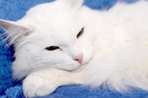 Белоснежный пушистый кот Нарцисс  в дар!