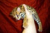 .Продам котят АЛК( азиатской леопардовой кошки).
