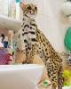 .азиатские леопардовые кошки.