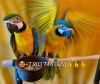 .Сине желтый ара (ara ararauna) - ручные птенцы из питомников Европы.