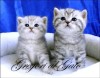 .Британские  котята эксклюзивных Серебристых окрасов Шоу-класс!.