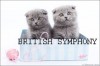 .Британские  и шотландские вислоухие котята голубого, лилового и шоколадного окрасов.
