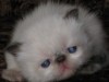 .Персидские котята колор-пойнты с голубыми глазами (гималайские)..