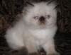 .Персидские котята колор-пойнты с голубыми глазами (гималайские)..