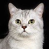 .Племенной кот скоттиш-страйт приглашает вислоухих кошек на вязку.