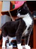 .Плюшевый кот  окраса серо-голубой маркиз с зелеными глазами  в дар!.
