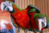 .Арлекин гибрид попугаев ара - птенцы из питомников Европы.